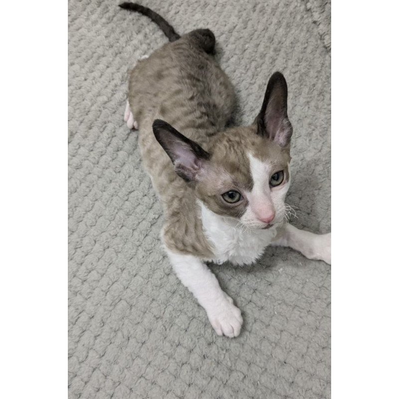 Cornish Rex REK 2.26W