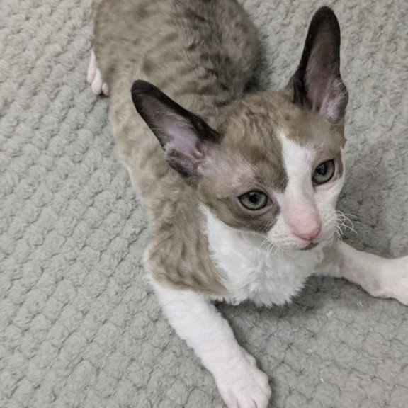 Cornish Rex REK 2.26W