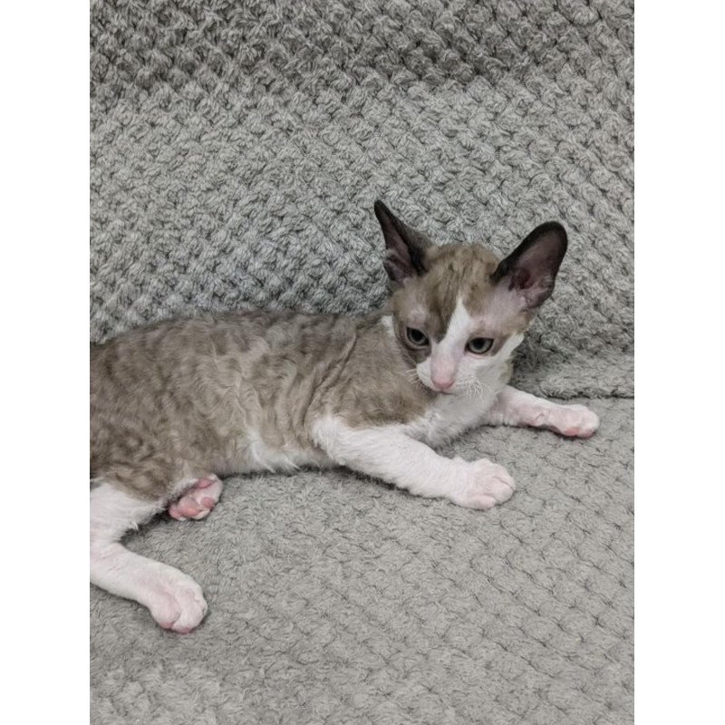 Cornish Rex REK 2.26W