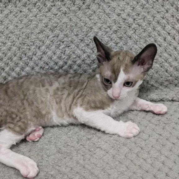 Cornish Rex REK 2.26W