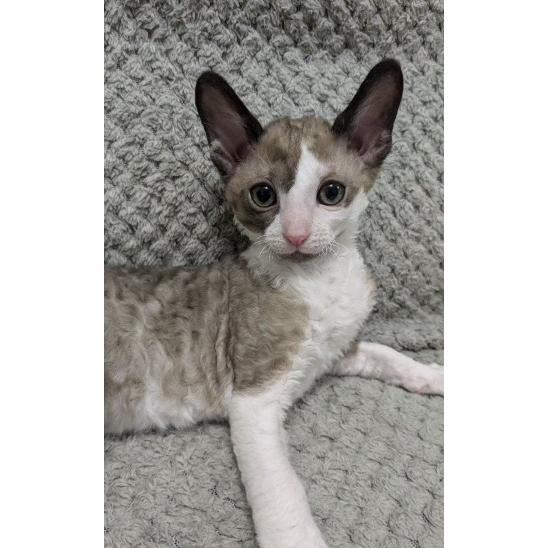 Cornish Rex REK 2.26W