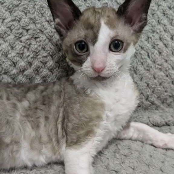 Cornish Rex REK 2.26W