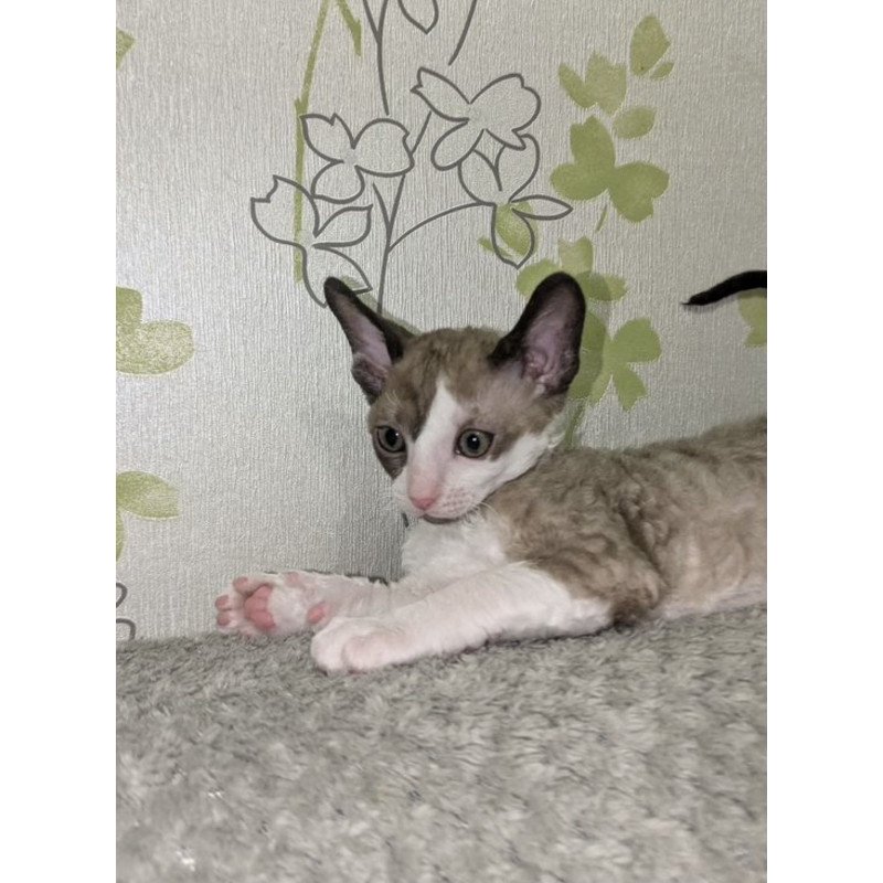 Cornish Rex REK 2.26W