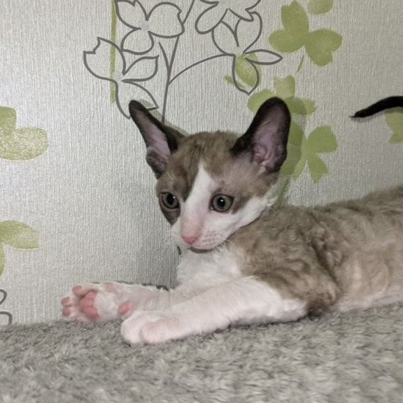 Cornish Rex REK 2.26W