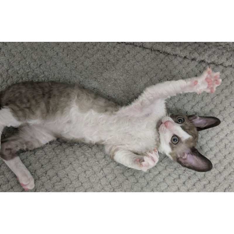 Cornish Rex REK 2.26W
