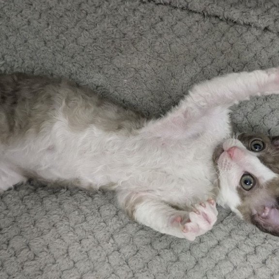 Cornish Rex REK 2.26W