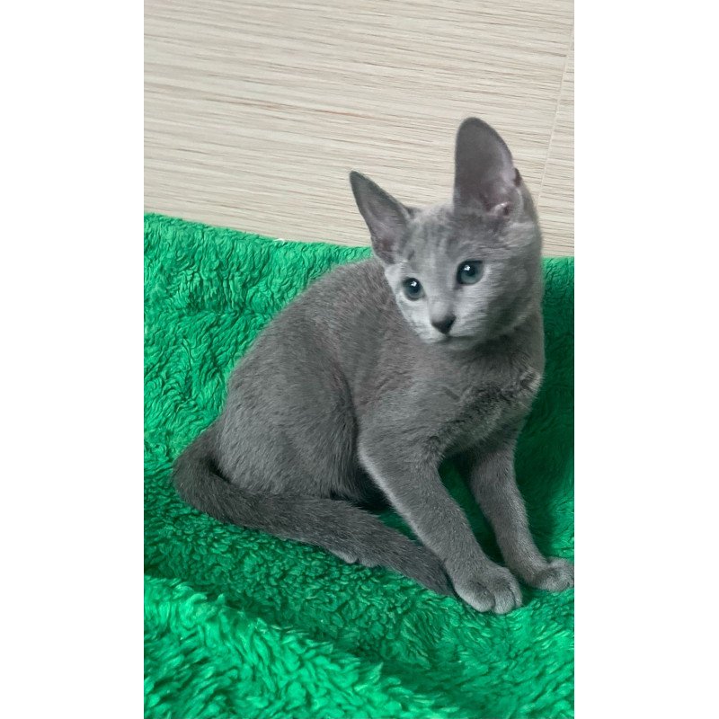 Russian Blue NY A Barbara