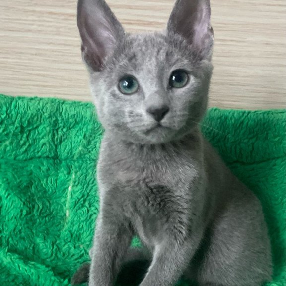 Russian Blue NY A Barbara