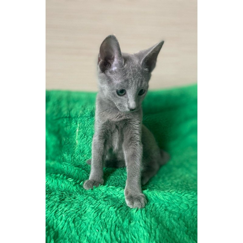 Russian Blue NY A Barbara