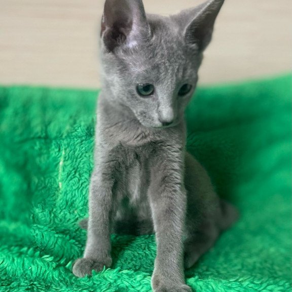 Russian Blue NY A Barbara