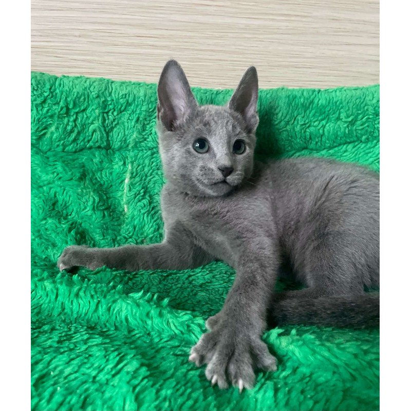 Russian Blue NY A Barbara