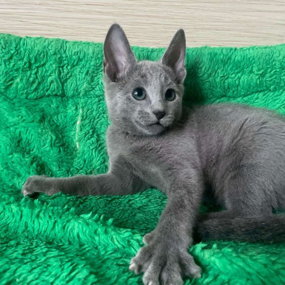 Russian Blue NY A Barbara