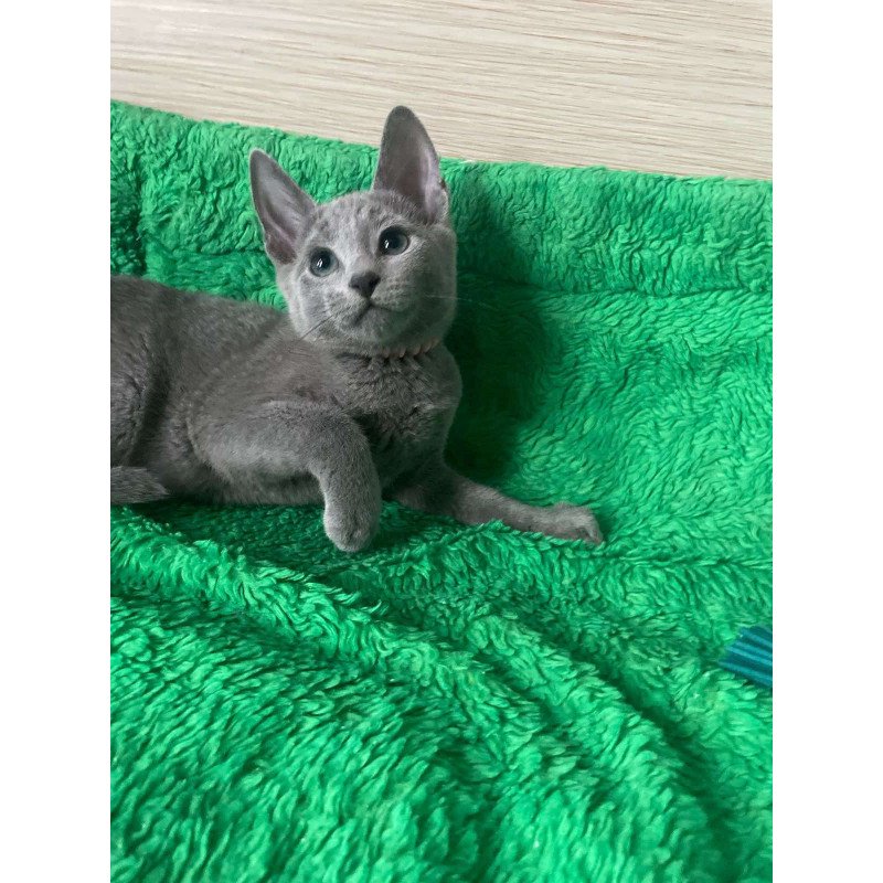 Russian Blue NY A Barbara