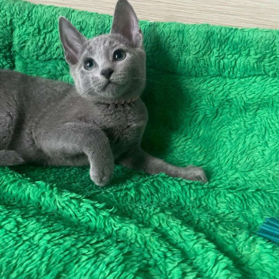Russian Blue NY A Barbara