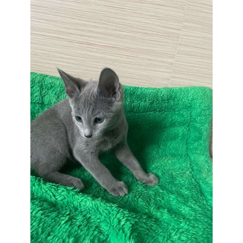 Russian Blue NY A Barbara
