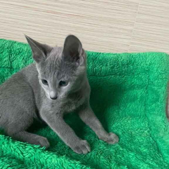 Russian Blue NY A Barbara