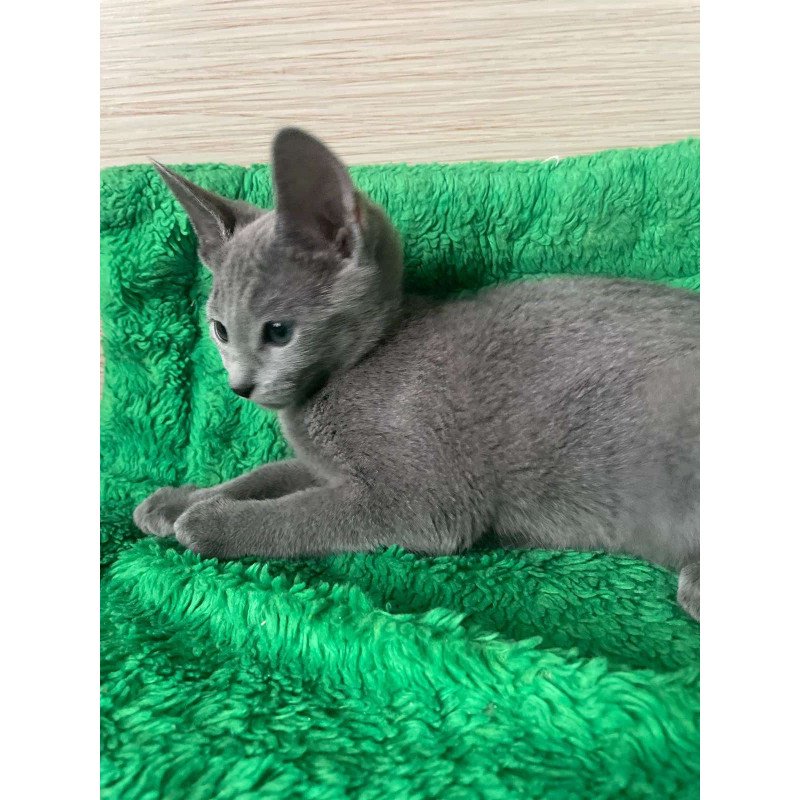 Russian Blue NY A Barbara