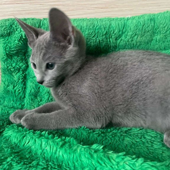 Russian Blue NY A Barbara