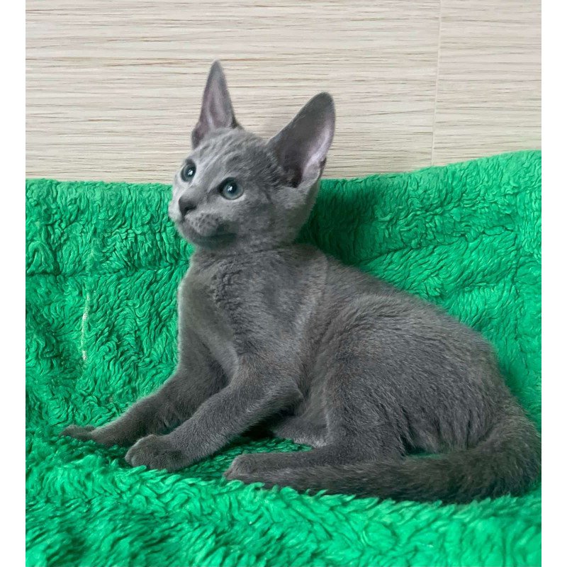 Russian Blue NY A Barbara