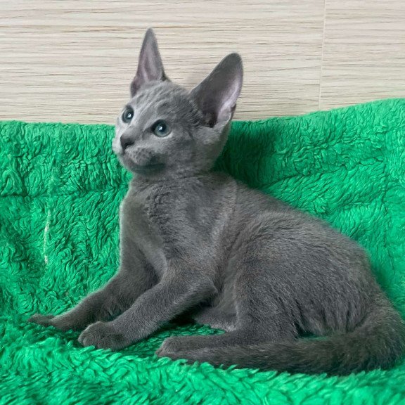 Russian Blue NY A Barbara
