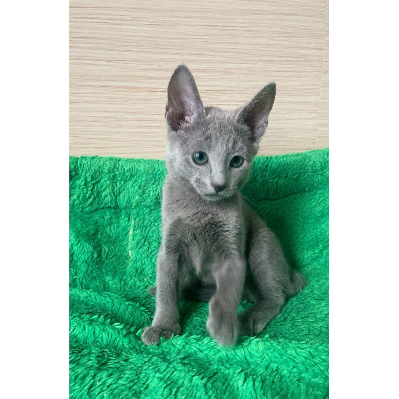 Russian Blue NY A Barbara