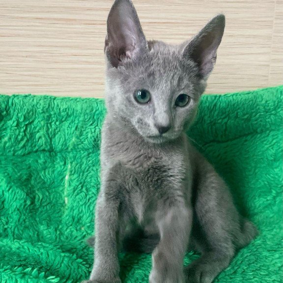 Russian Blue NY A Barbara