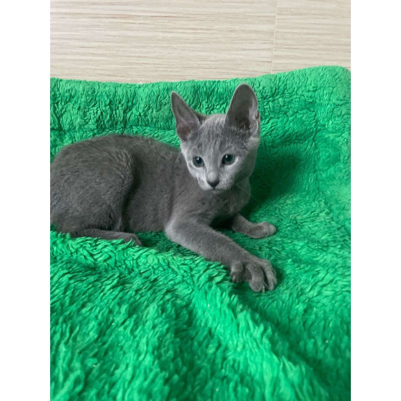 Russian Blue NY A Barbara