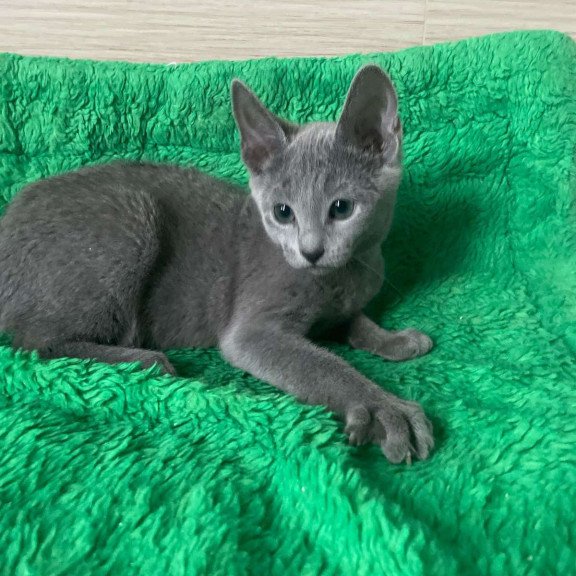 Russian Blue NY A Barbara