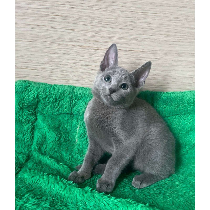 Russian Blue NY A Barbara