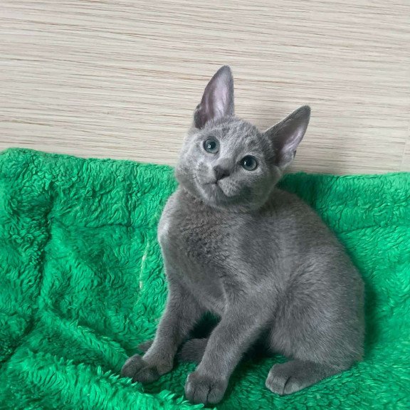 Russian Blue NY A Barbara