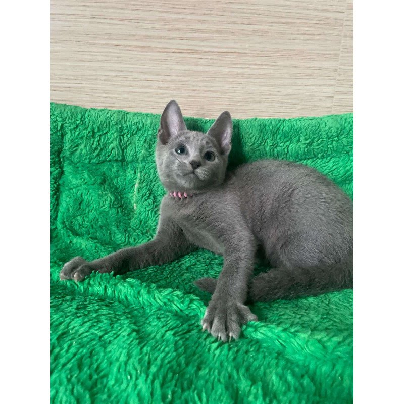 Russian Blue NY A Barbara