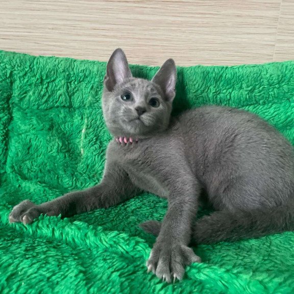 Russian Blue NY A Barbara