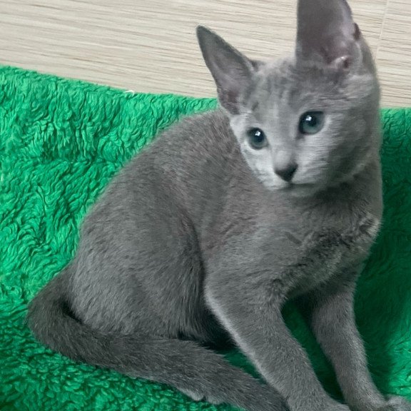 Russian Blue NY A Barbara