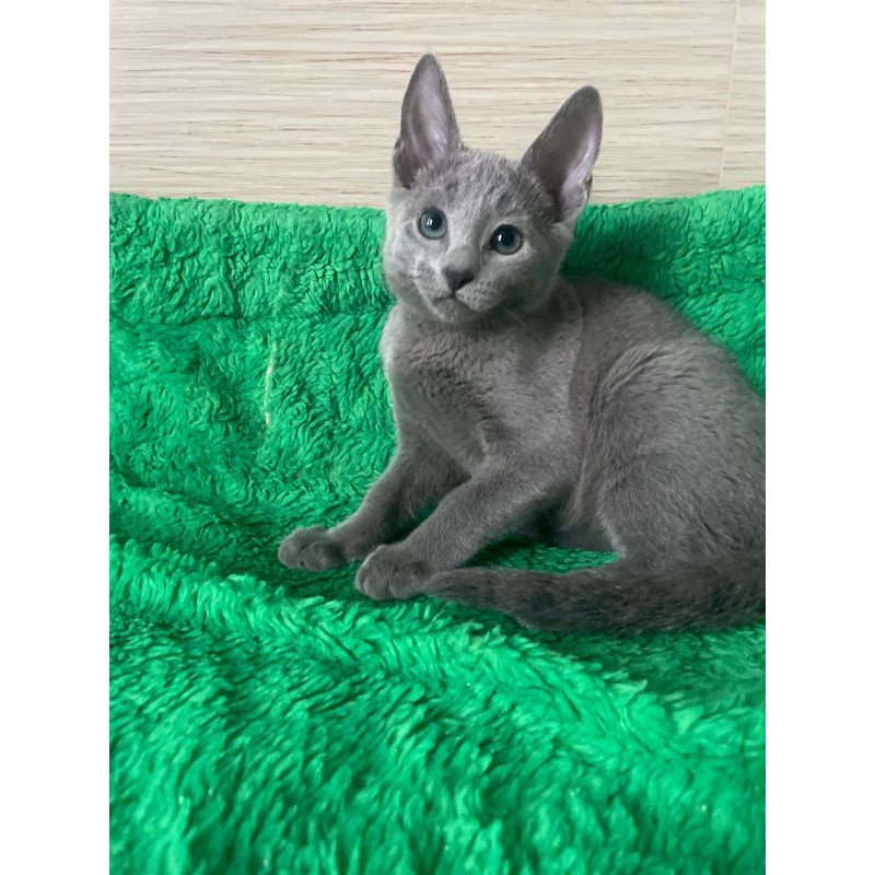 Russian Blue NY A Barbara