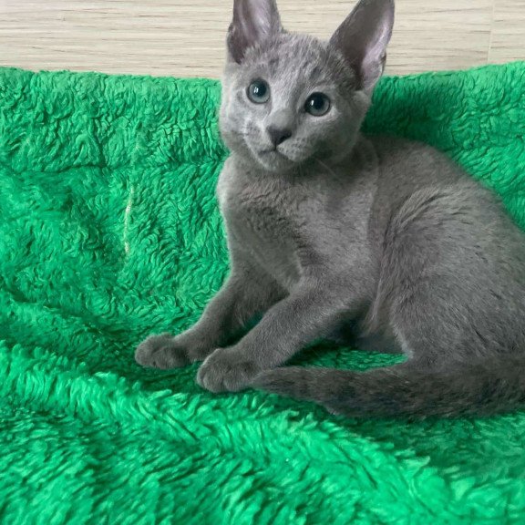 Russian Blue NY A Barbara