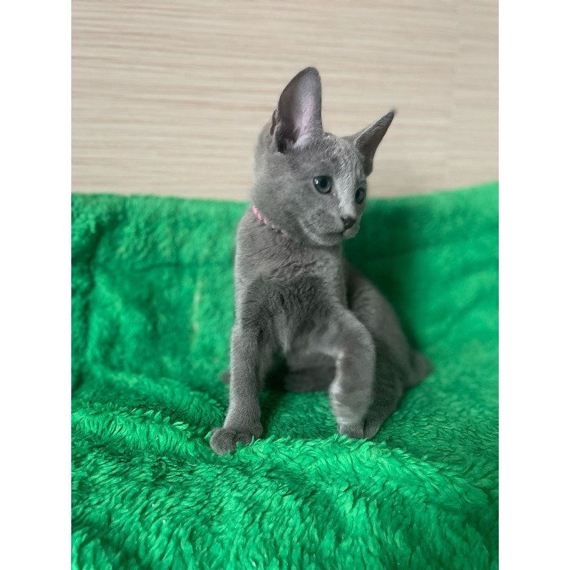 Russian Blue NY A Barbara