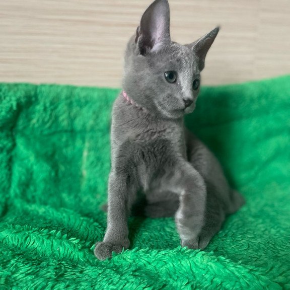 Russian Blue NY A Barbara