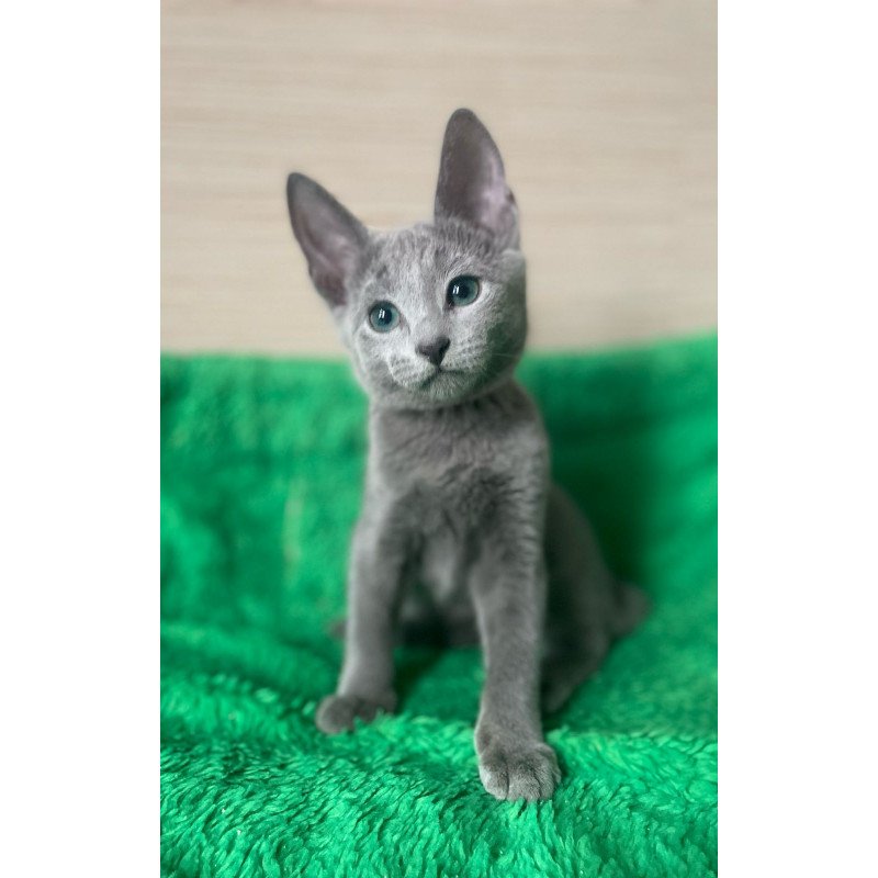 Russian Blue NY A Barbara