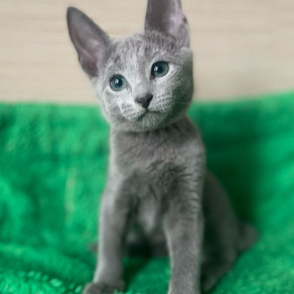 Russian Blue NY A Barbara