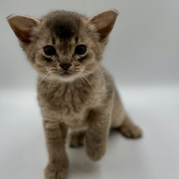 Abyssinian M Sirius