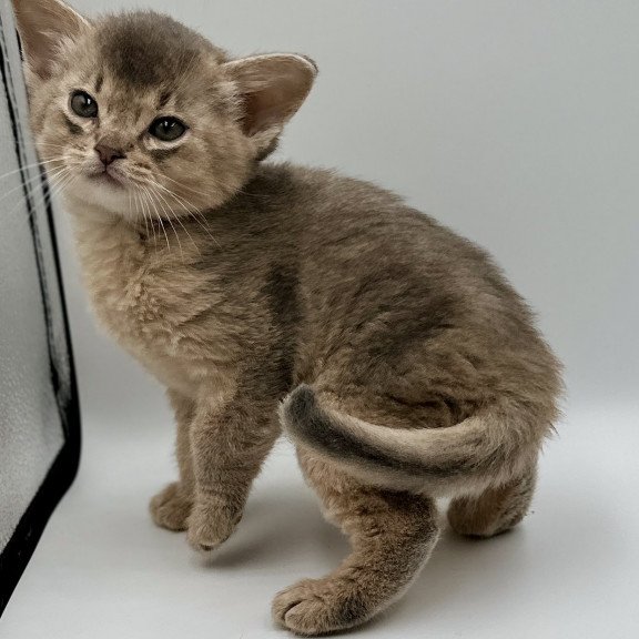 Abyssinian M Sirius