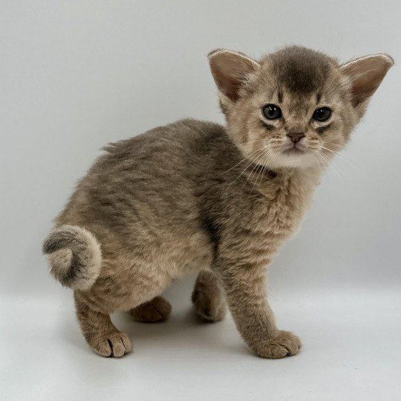 Abyssinian M Sirius