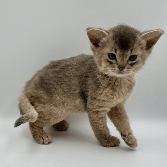 Abyssinian M Sirius