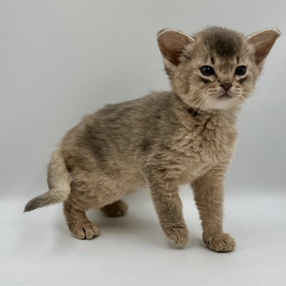 Abyssinian M Sirius