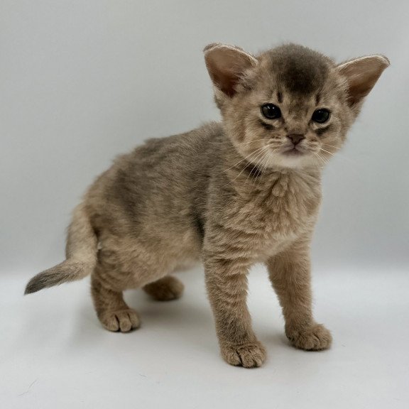 Abyssinian M Sirius