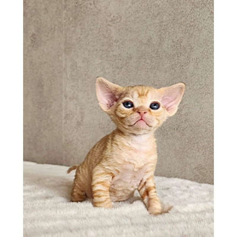 Devon Rex REK 4.6