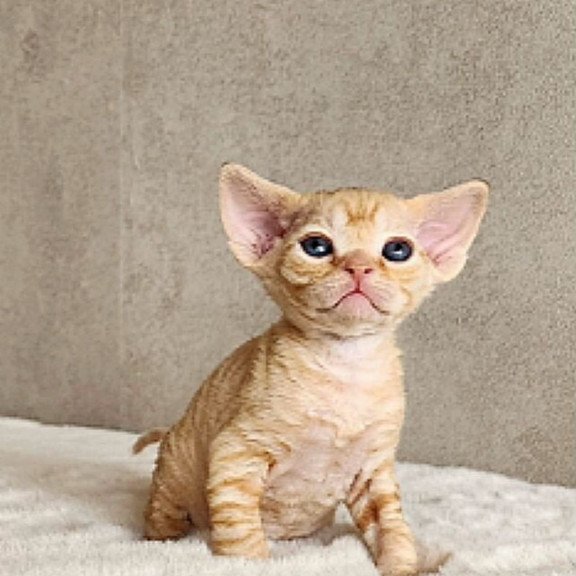 Devon Rex REK 4.6