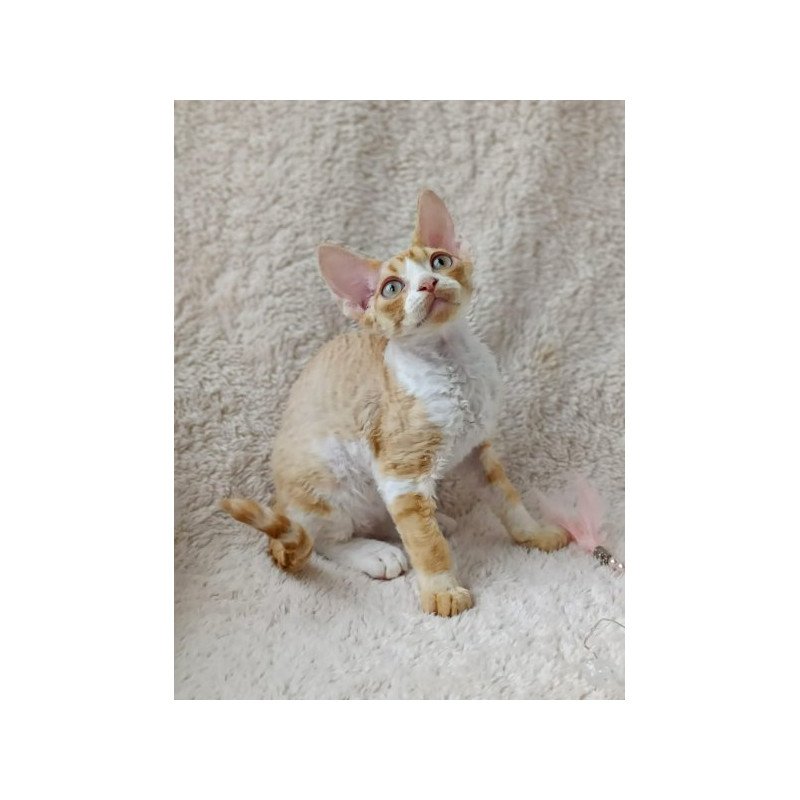 Devon Rex Alva Tommi