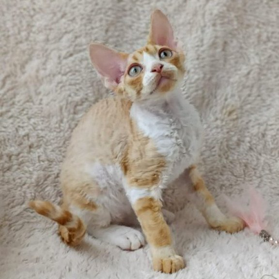 Devon Rex Alva Tommi