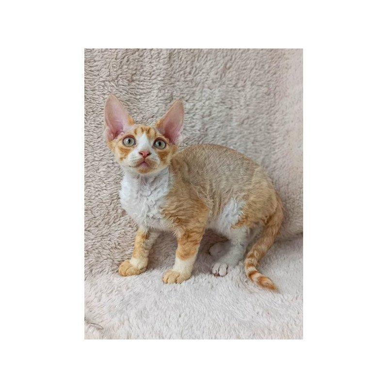 Devon Rex Alva Tommi